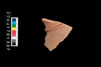 藏品(腹片-帶紋)的圖片