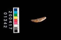 藏品(狗犬齒)的圖片