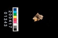 藏品(狗第四前臼齒)的圖片