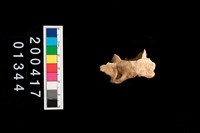 藏品(獸骨-頸椎)的圖片