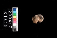 藏品(鹿脛骨)的圖片