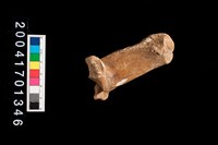 藏品(獸骨-距骨?)的圖片