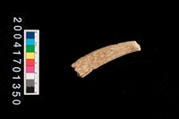 藏品(鹿角)的圖片