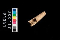 藏品(鹿角)的圖片