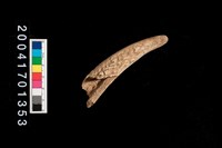 藏品(鹿角)的圖片