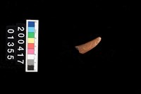 藏品(鹿角)的圖片