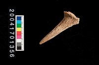 藏品(鹿角)的圖片