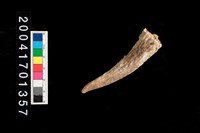 藏品(鹿角)的圖片