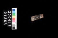 藏品(鹿角)的圖片