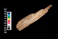 藏品(鹿角)的圖片