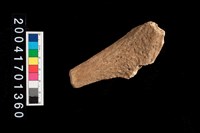 藏品(鹿角)的圖片