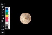 藏品(魚脊椎)的圖片