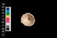 藏品(魚脊椎)的圖片