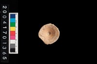 藏品(魚脊椎)的圖片