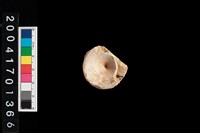 藏品(魚脊椎)的圖片