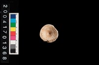 藏品(魚脊椎)的圖片