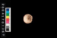 藏品(魚脊椎)的圖片