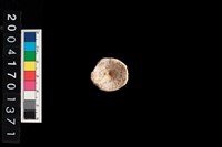 藏品(魚脊椎)的圖片