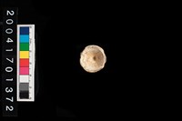 藏品(魚脊椎)的圖片