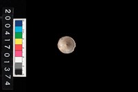 藏品(魚脊椎)的圖片