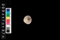 藏品(魚脊椎)的圖片