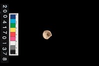 藏品(魚脊椎)的圖片