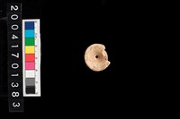 藏品(魚骨珠)的圖片