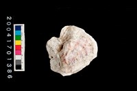 藏品(牡蠣)的圖片