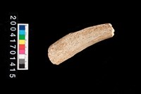 藏品(獸骨-儒艮)的圖片