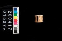 藏品(鯊魚脊椎骨)的圖片