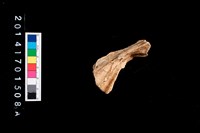 藏品(雨傘旗魚脊椎骨)的圖片