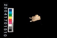 藏品(隆頭魚顎骨齒)的圖片