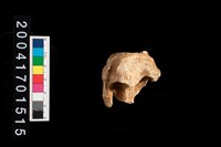 藏品(鹿左脛骨)的圖片