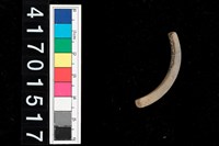 藏品(陶環)的圖片