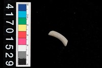 藏品(陶環)的圖片