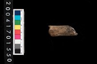 藏品(不明獸骨)的圖片