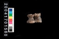 藏品(豬蹠骨)的圖片