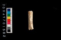 藏品(不明獸骨)的圖片