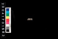 藏品(不明獸骨)的圖片