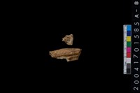 藏品(不明獸骨)的圖片