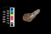 藏品(不明骨器)的圖片