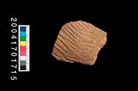 藏品(繩紋腹片)的圖片