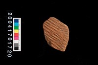 藏品(腹片-帶紋)的圖片