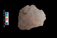 藏品(繩紋腹片)的圖片