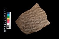 藏品(繩紋腹片)的圖片