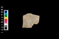 藏品(腹片-帶紋)的圖片