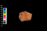 藏品(腹片-帶紋)的圖片