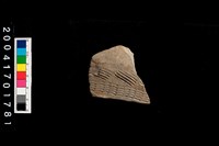 藏品(腹片-帶紋)的圖片