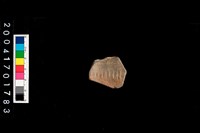 藏品(腹片-帶紋)的圖片