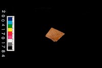 藏品(腹片-帶紋)的圖片